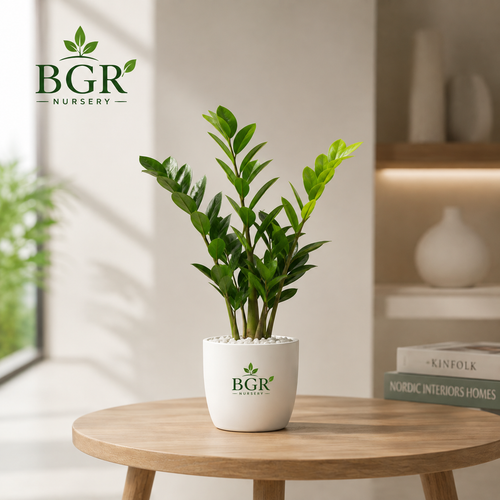 Indoor Plants