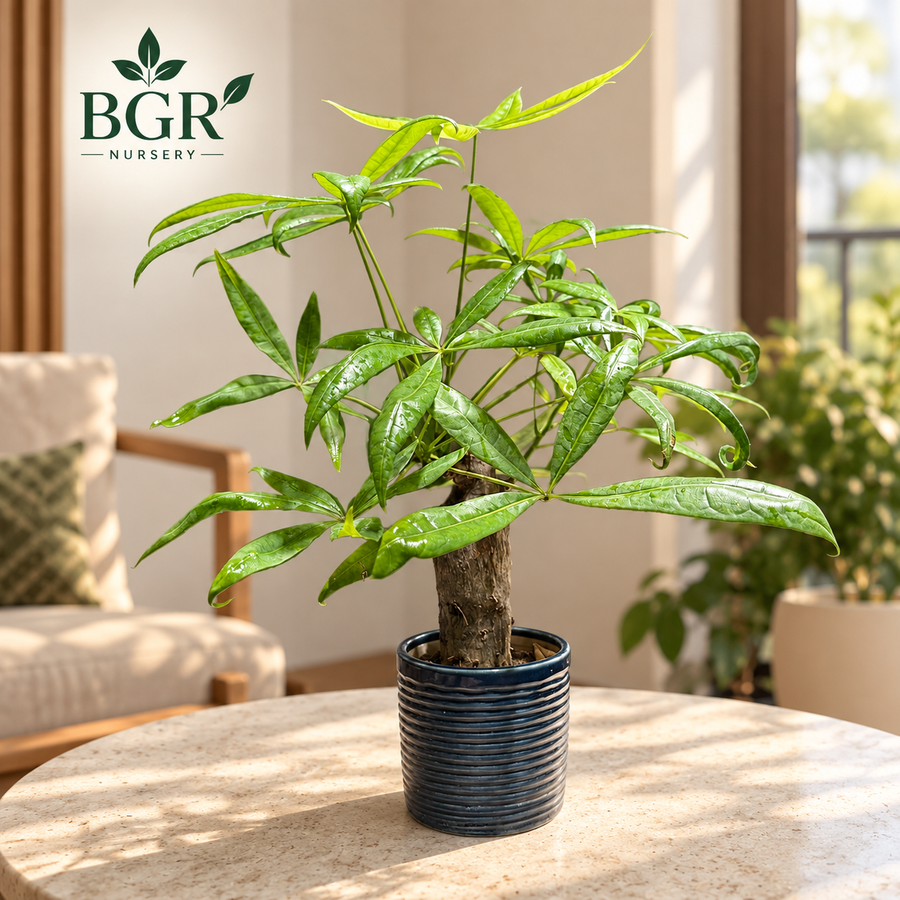Indoor Plants