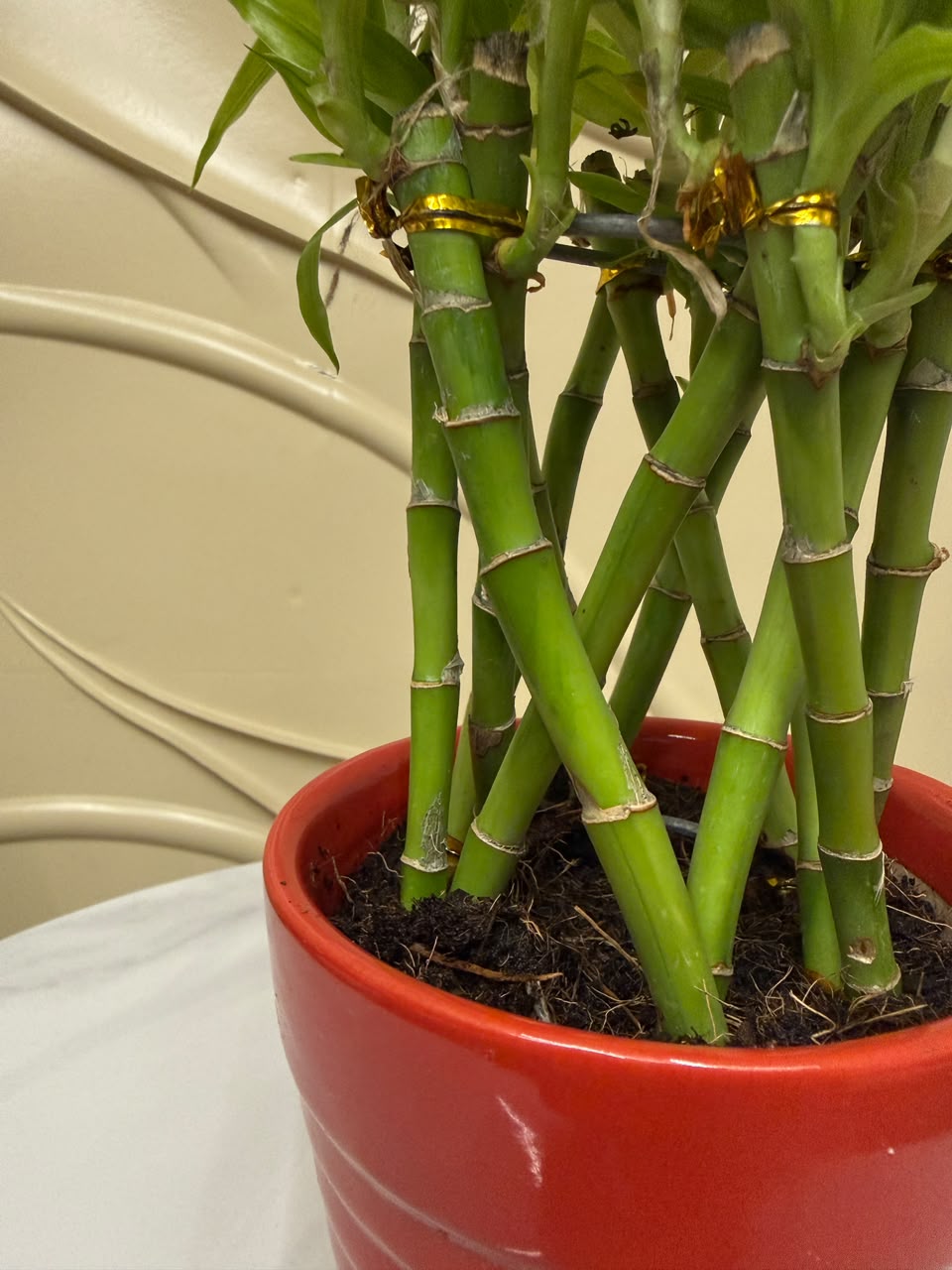 Lucky bamboo in Soil-4