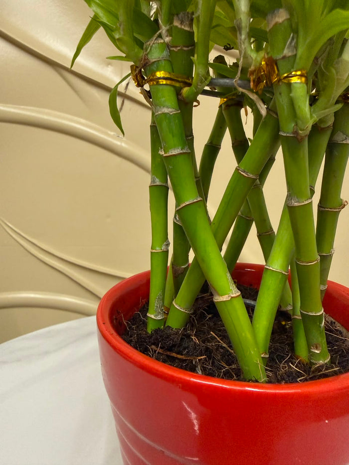 Lucky bamboo in Soil-4