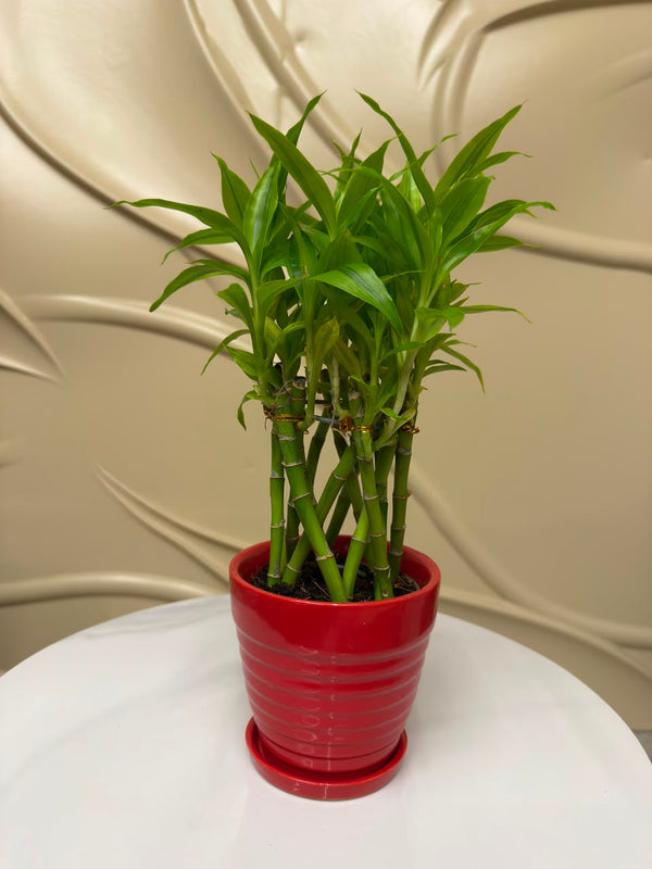 Lucky bamboo in Soil-4