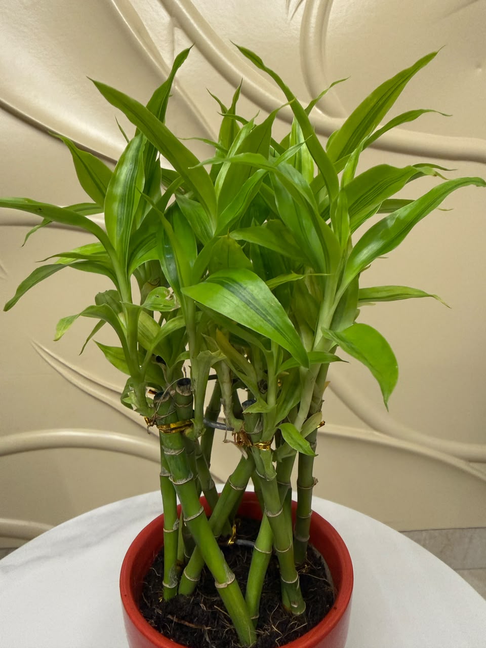 Lucky bamboo in Soil-4