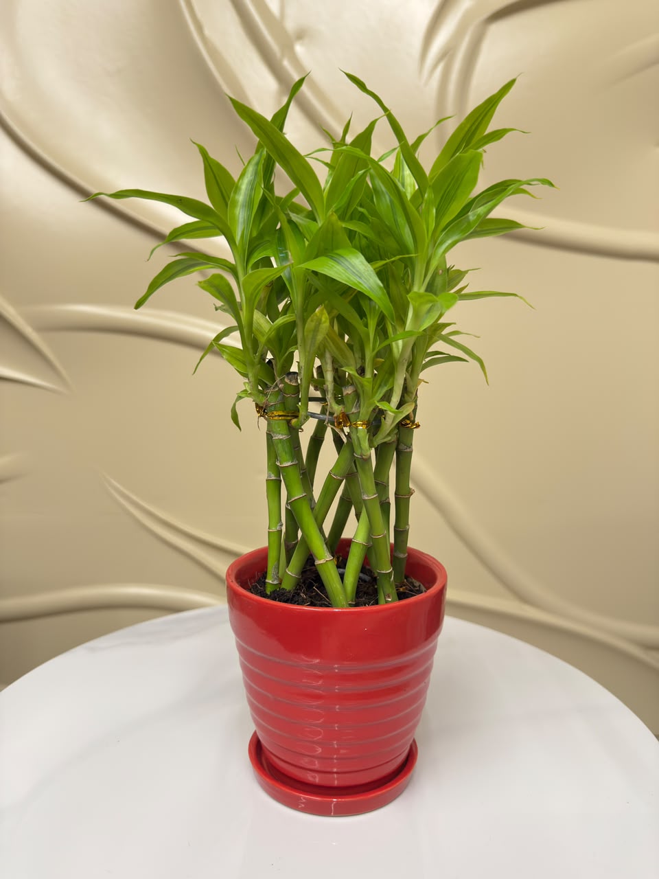 Lucky bamboo in Soil-4