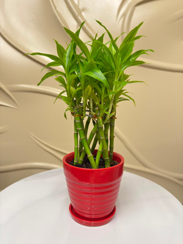 Lucky bamboo in Soil-4