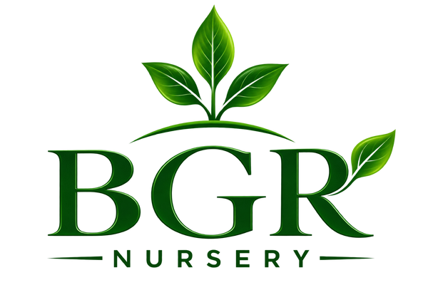 BGR NURSERY : Big LandScaping Trees, Exotic, Indoor & Outdoor Plants, Bonsai